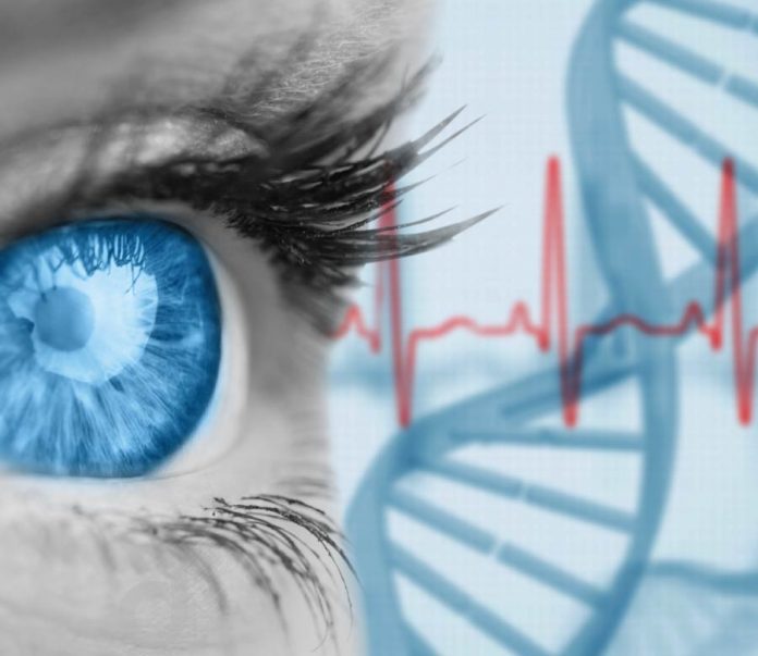 Onderzoekers identificeren hoe meerdere genen de ontwikkeling van het gezichtsvermogen beïnvloeden